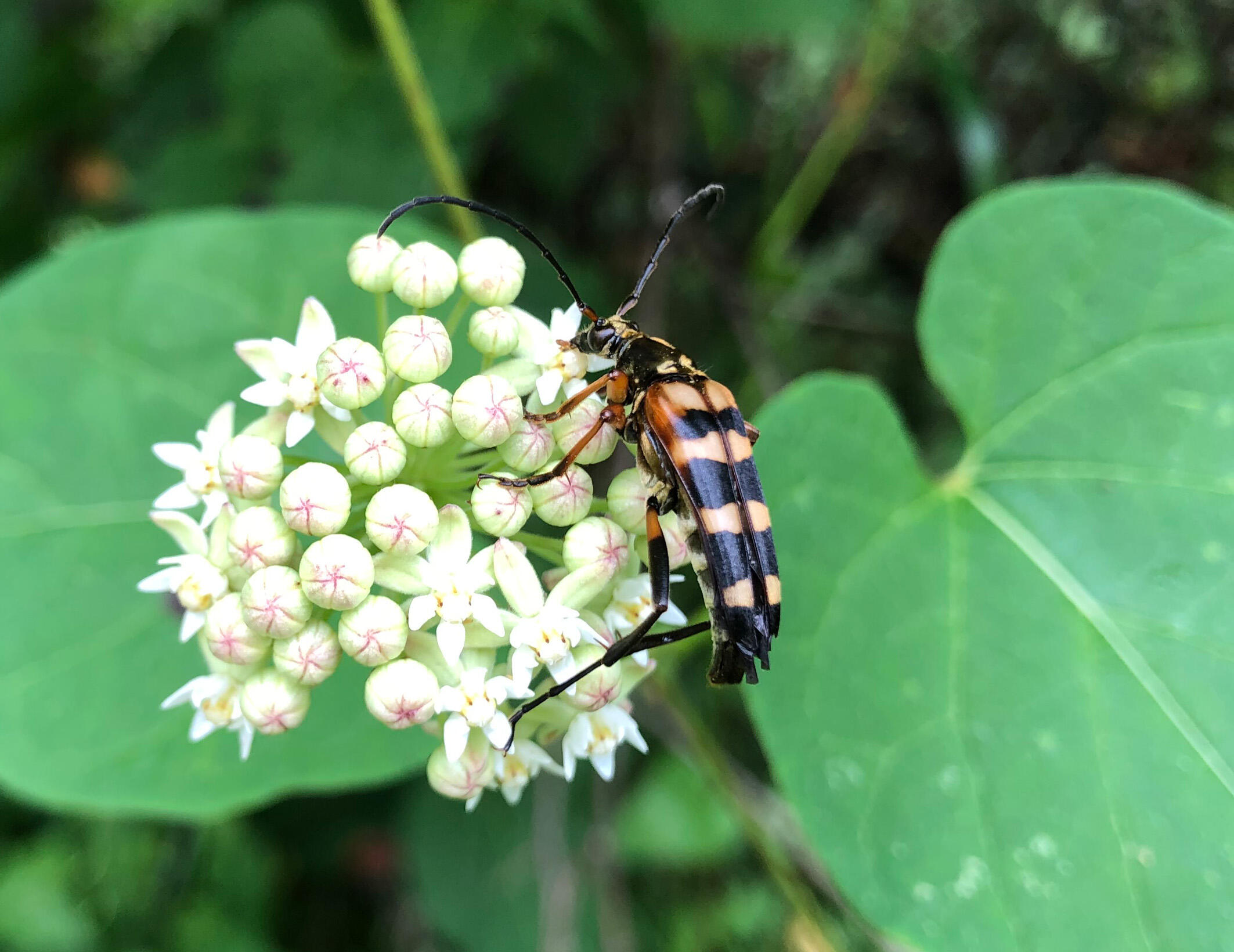 Longicorn beetles use a symbiotic yeast to help them feed on wood.
(Credit: Mako Kishigami)