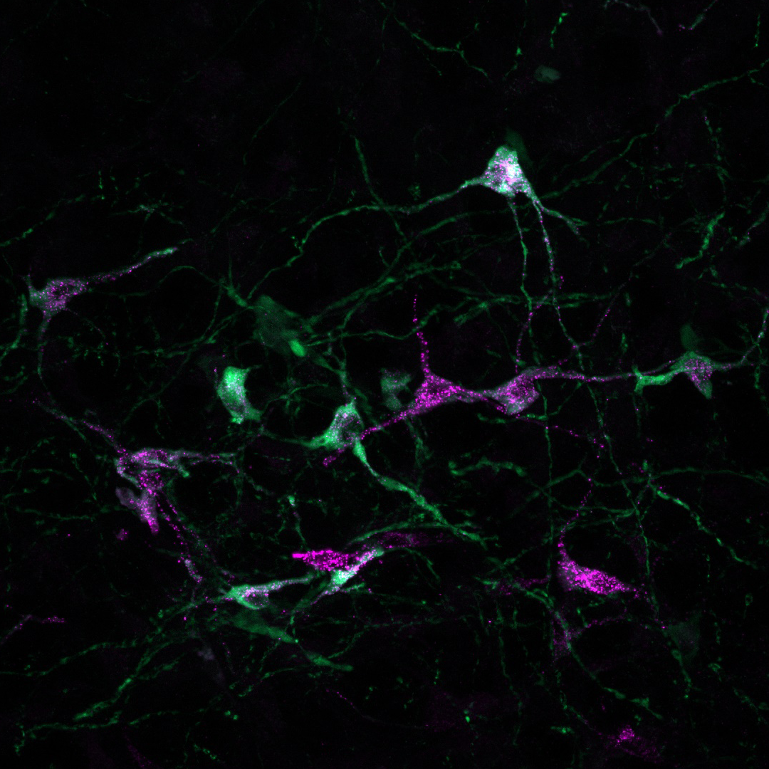 Purinergic neurons, a source of ATP triggering ovulation
(Credit: Naoko Inoue and Hazim Safiullar, Graduate School of Bioagricultural Sciences, Nagoya University)