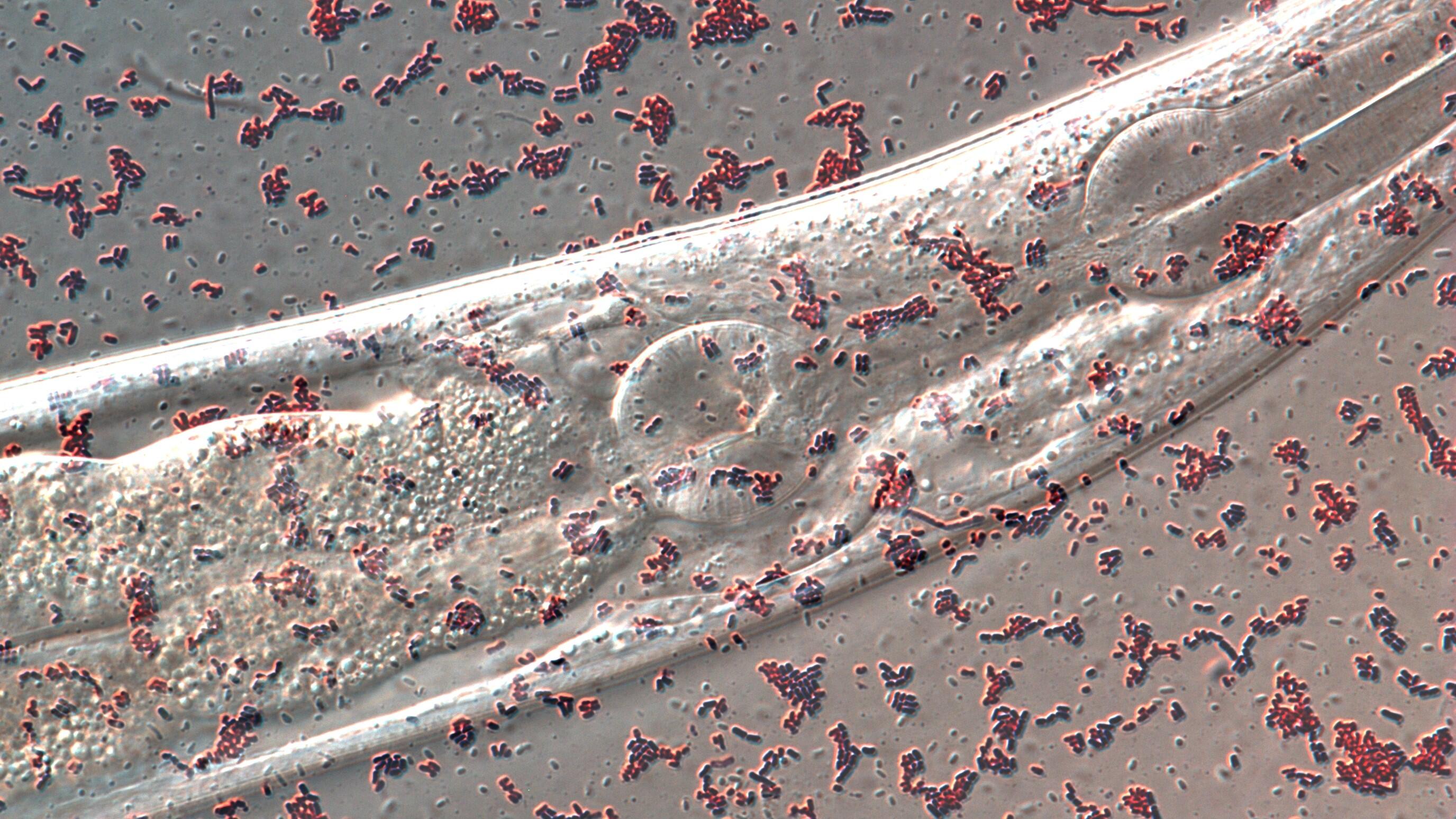 A nematode, C. elegans, eats bacteria as a food. The bacterial diet affects the age-dependent decline of associative learning ability of C. elegans. The photo shows a head of C. elegans with two different bacteria: E. coli (red) and L. reuteri (blue)
(Credit: Kentaro Noma)