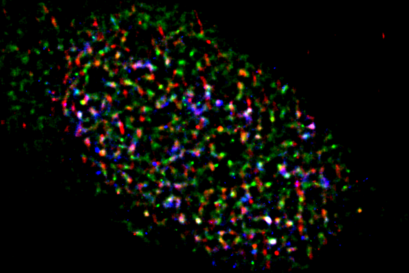 Researchers discovered the mechanism of interaction among TUG1 (red), R-loops (green),and another protein (blue) in cancer cells, which provides a key to therapeutic applications.
(Credit: Yutaka Kondo, Nagoya University)