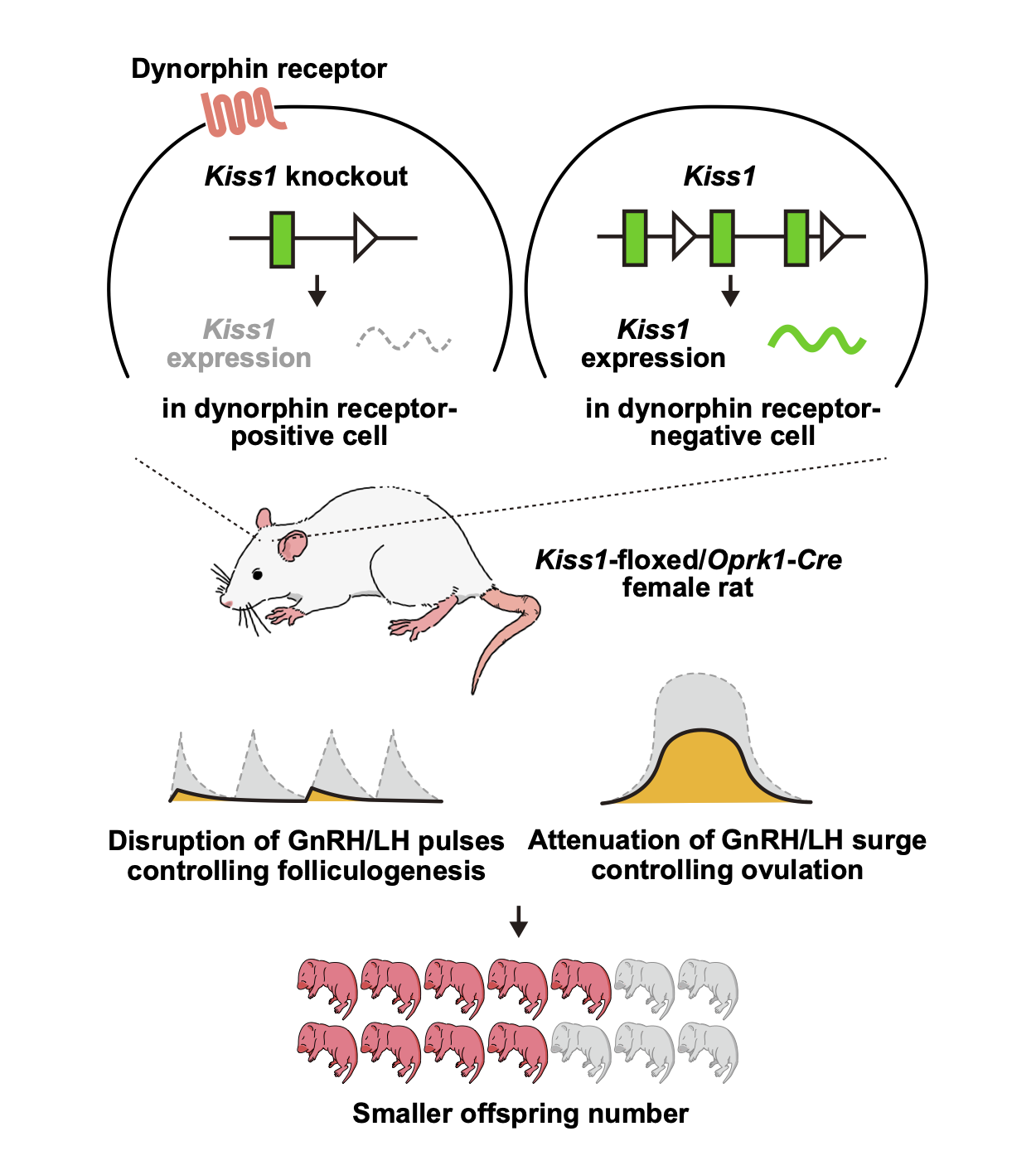 Researchers demonstrated kisspeptin neurons with dynorphin receptors in the brain affects the release of hormones that affect reproductive function in females.
(Credit:Mayuko Nagae and Yoshihisa Uenoyama, Graduate School of Bioagricultural Science, Nagoya University)