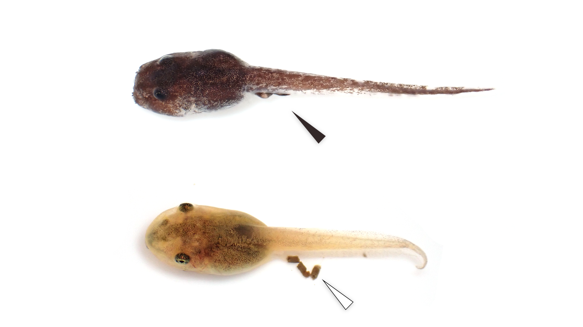 Normally tadpoles show defecation trace (white arrow, Japanese tree frog), however, tadpoles of Eiffinger's tree frog do not (black arrow).
(Credit: Bun Ito)