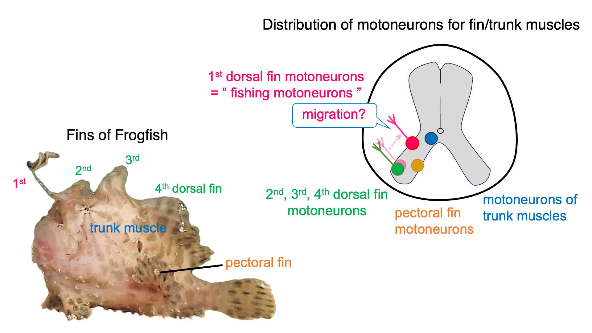 "Fishing motor system" of frogfish uncovered
(Credit: Yamamoto N and Hagio H)
