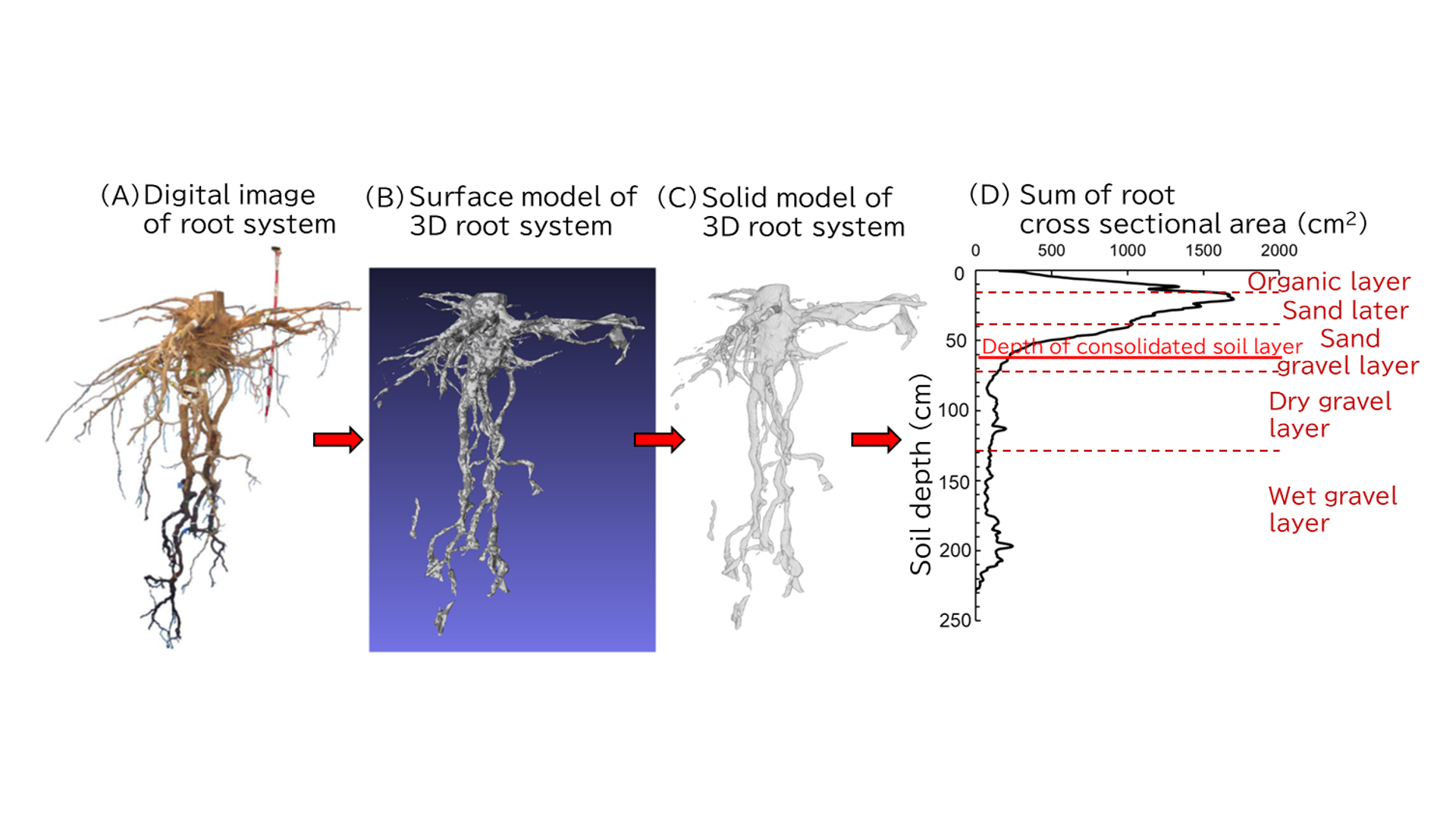 The surface model (B) and the solid model (C) of the 3D root system created from digital images (A) allow for the sum of the root cross-sectional area (D). (Credit: Yasuhiro Hirano)
