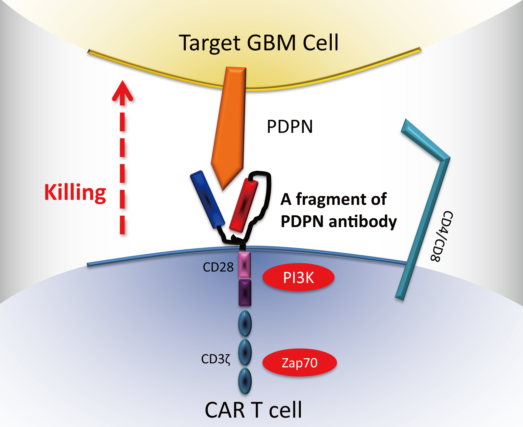 Caption: Chimeric antigen receptor (CAR) T cells CAR comprising a podoplanin (PDPN)-specific antibody fragment with CD28, 4-1BB, and CD3ζ intracellular domains are genetically engineered to target PDPN, a protein usually found in abundance in solid tumors, including GBM, which presents the worst prognosis among GBM subtypes. Infusion of CAR T cells into an immunodeficient mouse model led to inhibition of tumor growth. CAR T cell therapy that targets PDPN represents a promising immunotherapy for treating GBM.