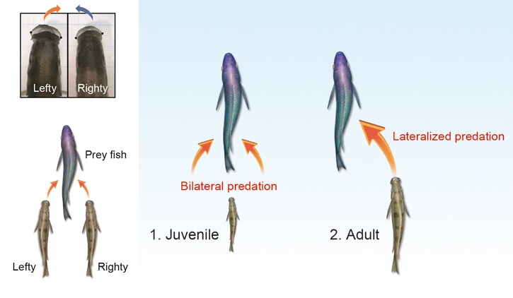 Caption: The mouth of scale-eater is skewed either to the left or to the right. The direction of attack during scale-eating is tightly linked to each individual's mouth asymmetry in adulthood. At first, juvenile attacks from random orientation. And then, they become increasingly specialized at attacking one side as they grow.