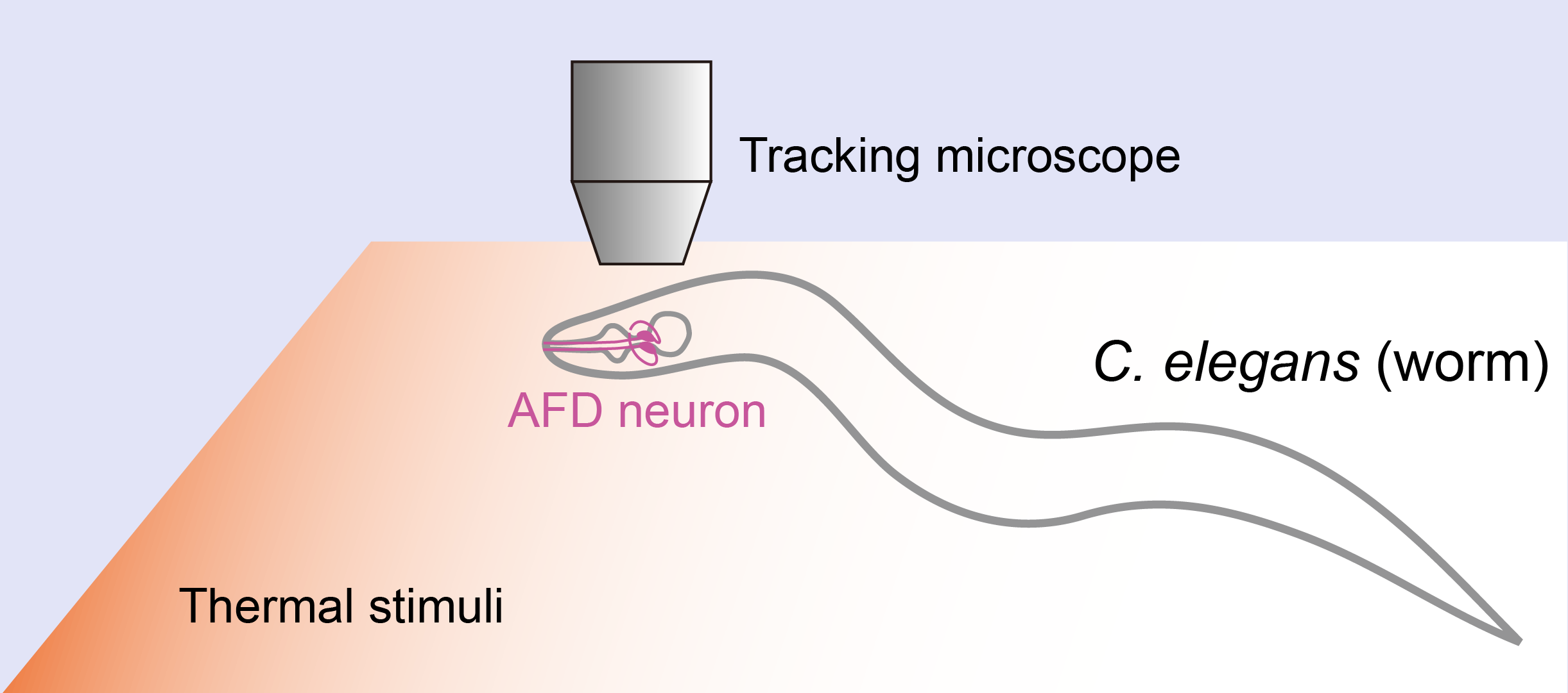 Caption: A tracking microscope was used to study both the movement and AFD neuron response of *C. elegans* to thermal stimuli.