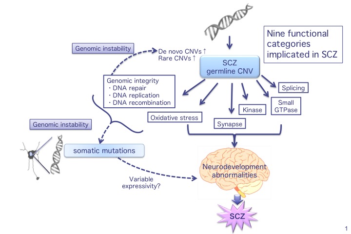 Caption: A unifying genetic model constructed from the results of gene set analysis. In SCZ pathogenesis, nine functional categories (oxidative stress response, genomic integrity, gene expression regulation, cell adhesion, neurotrophin signaling, kinase, synapse, small GTPase signaling, and endocytosis) are affected by germline CNVs. Disruption of genomic integrity and oxidative stress response induces genomic instability, which is involved in germline CNV formation and somatic CNV formation in neurons. The former accounts for an increased rate of de novo or rare CNVs, and the latter accounts for variable expressivity of CNVs. © Itaru Kushima and Norio Ozaki