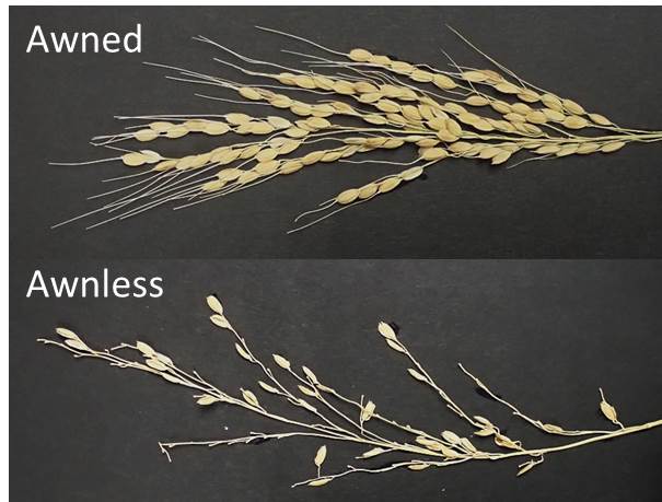 Caption: Upper: Awned line (GLSL25), Lower: Awnless cultivar (Koshihikari). The cultivated rice which is awnless is easily damaged from sparrows or other animals' predation. Awn works as barrier from seed predation under natural condition. &copy; Kanako Bessho-Uehara
