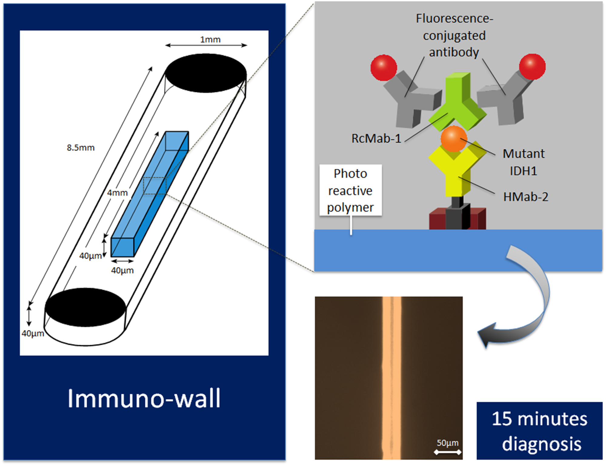 Caption: Immuno-wall chips with the photoreactive polymer in the center of the 40 microchannnels are made with a biotinylated anti-R132H-IDH1 antibody (HMab-2), an anti-wild-type IDH1 antibody (RcMab-1), and fluorescent antibodies. It shows sensitive and specific fluorescence from mutant IDH1.