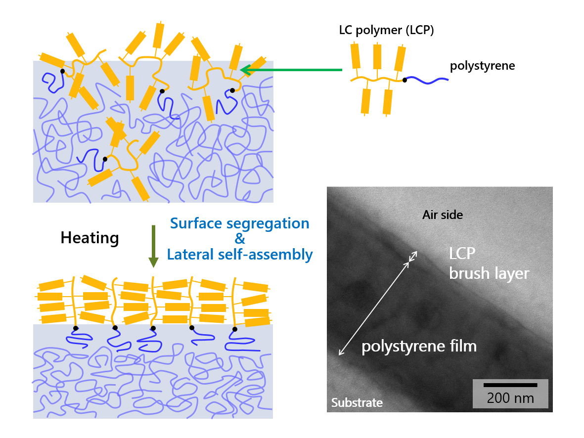 Caption: Schematic depiction of polymer brush formation through the surface segregation and lateral self-assembly of a block copolymer consisting of a liquid crystalline polymer (LCP) connected with polystyrene on a polystyrene base film. The photo displays a transmission electron microscopic (TEM) image showing the extended polymer brush layer formed on the air side of a polystyrene film.
