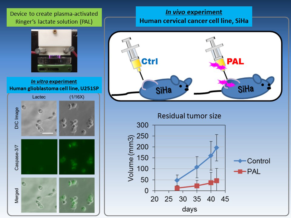 Caption: We created plasma-activated Ringer's lactate solution (PAL) and investigated its anti-tumor effects on cancer cells. We detected an apoptotic marker, cleaved Caspase3/7 in PAL-treated glioblastoma cells, suggesting that PAL induced apoptosis. We created a mouse xenograft model in which SiHa cervical cancer cells were injected into mice subcutaneously, and the resultant tumors were treated with PAL three times a week for 6 weeks. PAL effectively reduced tumor volumes. &copy; Nagoya University