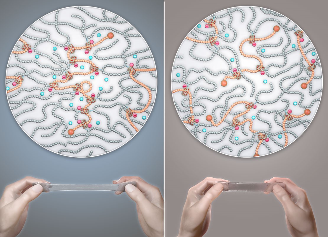 Caption: The polymer gels, which were prepared using polyrotaxane (PR) cross-linkers of different molecular weights but the same number of cross-linking points per unit volume of gel, have almost the same Young's modulus. By contrast, the extensibility and rupture strength of the polymer gels are substantially increased with increasing molecular weight of the PR cross-linker. (c)Yukikazu Takeoka