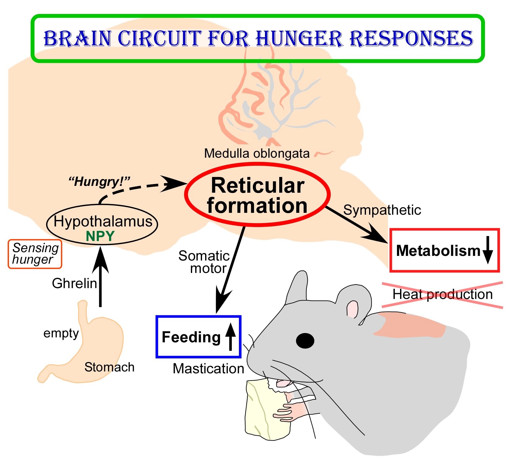 Figure: The empty stomach releases the hormone called ghrelin. By receiving ghrelin, the hypothalamus in the brain senses hunger and produces "hunger signaling" through the action of neuropeptide Y (NPY). The hunger signaling activates neurons in the reticular formation of the medulla oblongata, which then inhibit sympathetic output to reduce metabolic heat production and simultaneously provide masticatory motor rhythm to facilitate feeding. © 2017 Yoshiko Nakamura
