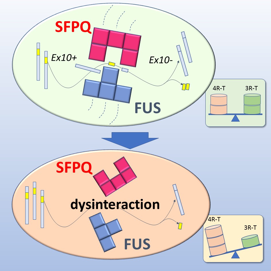 Figure: Fused in sarcoma (FUS) and its binding partner proline- and glutamine-rich (SFPQ) regulates *Mapt* splicing, resulting balanced ratio of tau isoforms. Loss of interaction between FUS and SFPQ alters *Mapt* splicing, and subsequently increases 4-repeat tau/ 3-repeat tau ratio. This unbalanced tau isoform ratio leads to a neurodegenerative phenotype similar to FTLD. &copy; 2017 Yusuke Fujioka, Shinsuke Ishigaki, and Gen Sobue