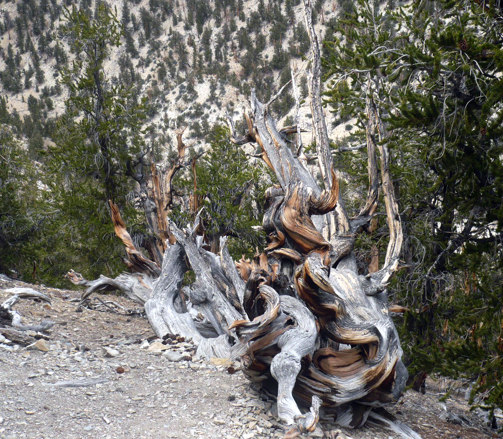 Figure: Picture of the bristlecone pine forest in California, the United States where the bristlecone pine sample for this study used to live (taken by Prof. A.J.T. Jull). In this forest, there are many living old trees exceed 1000 years old. Harsh environments make bristlecone pines very dense and long lives.