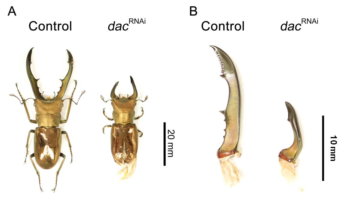 Figure: (A) Comparison of the large adult male whole body phenotypes of GFP RNAi control animal (left) and dachshund RNAi animal (right). Control animal did not show any defect compare to wildtype animals, while dachshund RNAi showed defect phenotype in appendages including legs, antennae and mandibles. (B) Magnified image of mandibles of GFP RNAi control animal (left) and dachshund RNAi animal (right). RNAi of dachshund gene affected both of mandible size and shape. &copy; Hiroki Gotoh