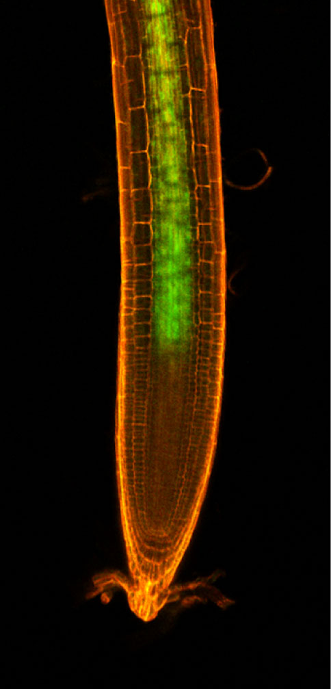 Figure: CEPD polypeptides are switched on in the shoots in response to nitrogen starvation in the roots. These polypeptides then descend into the roots, and activate a nitrate transporter gene. &copy; Yoshikatsu Matsubayashi