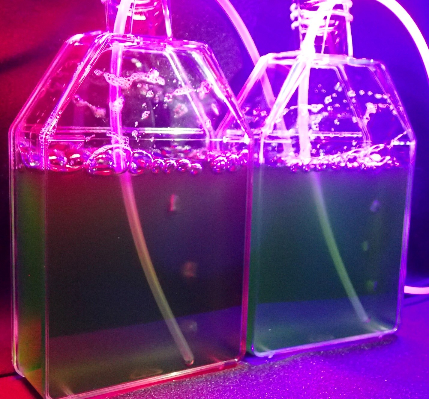 Figure: *C. reinhardtii* algae illuminated with red (left) and violet (right) light, which resets their circadian clocks via a novel pathway. &copy;Ayumi Kinoshita