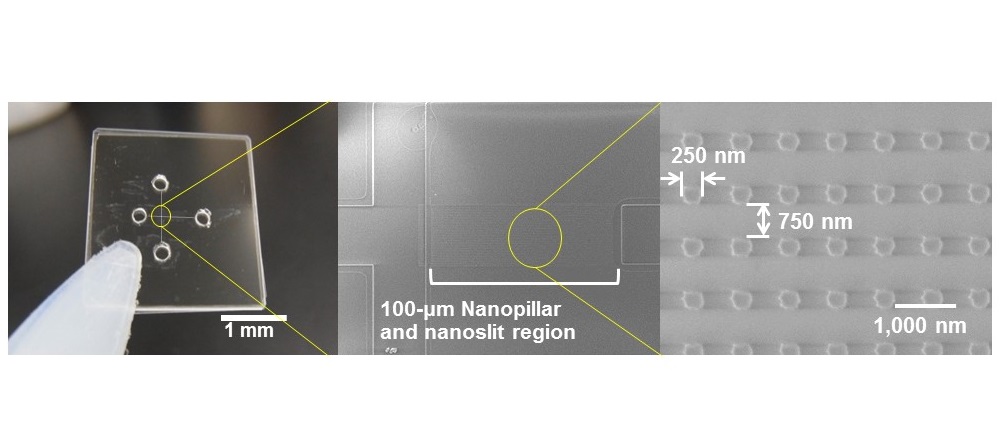 Figure: Quartz-made Nanopillars of 250-nm diameter were arrayed inside nanoslit region of 100-nm high and applied for ultrafast microRNA extraction from nucleic acids mixture. &copy; Noritada Kaji