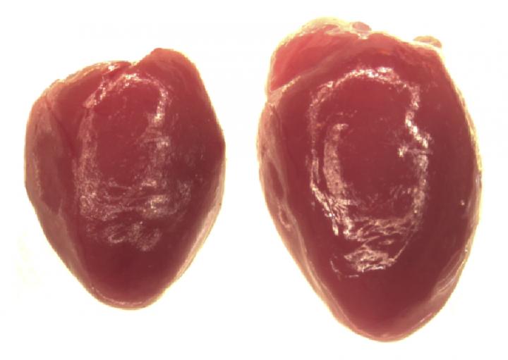 Caption: A sustained increase in Ucn2 levels and Crhr2 activation causes a mouse heart to grow abnormally large (right), a response that impairs cardiac function and leads to heart failure. &copy;Tsuda et al., 2017