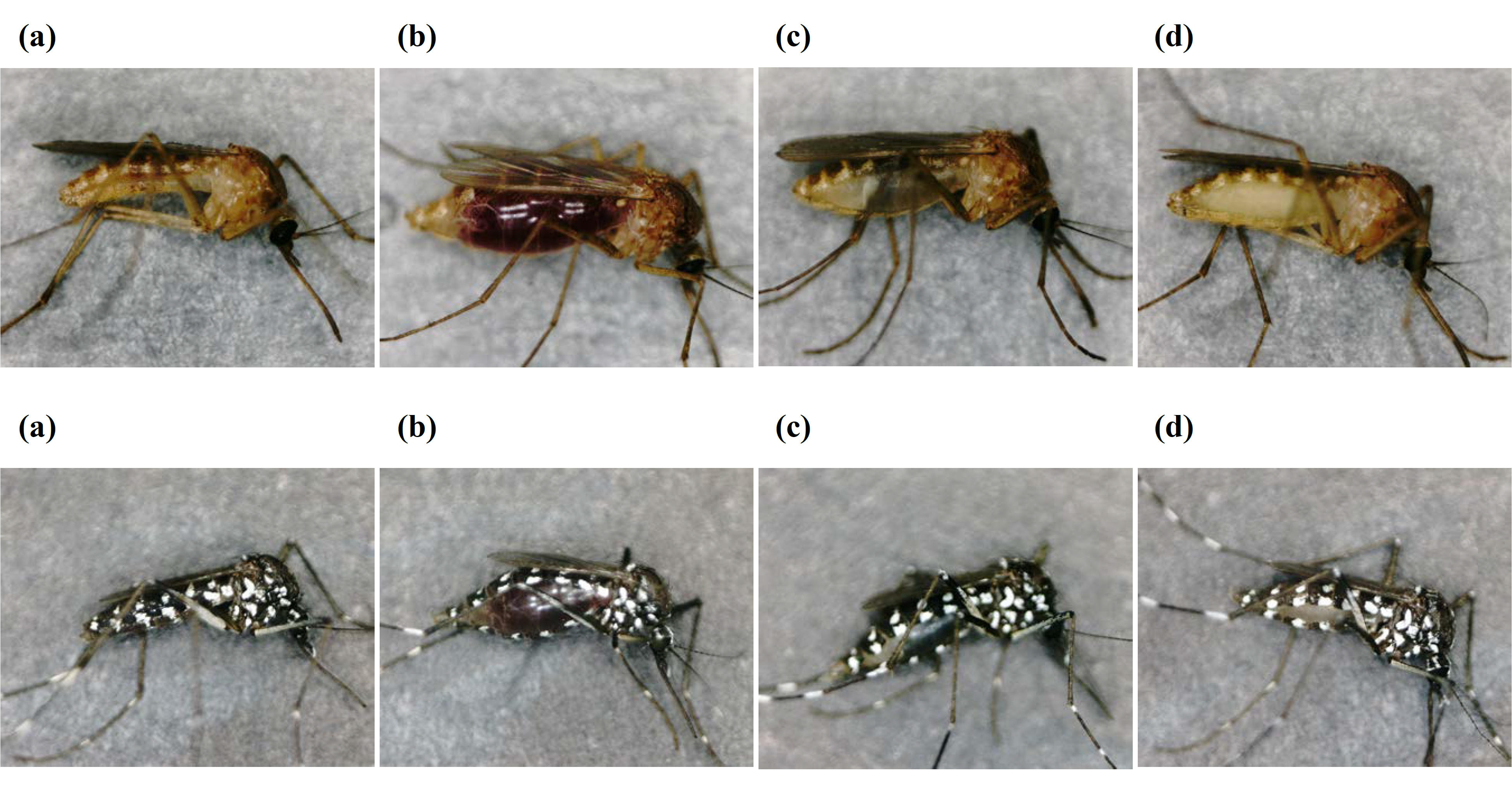 Caption: Stereomicroscopic images of two mosquito species at taken at different times after feeding on human blood. The upper and lower images respectively show *Culex pipiens pallens* and *Aedes albopictus* at different stages of digesting a human blood meal. (a) Unfed, and (b) 0 h, (c) 24 h, and (d) 72 h after-feeding. © Toshimich Yamamoto