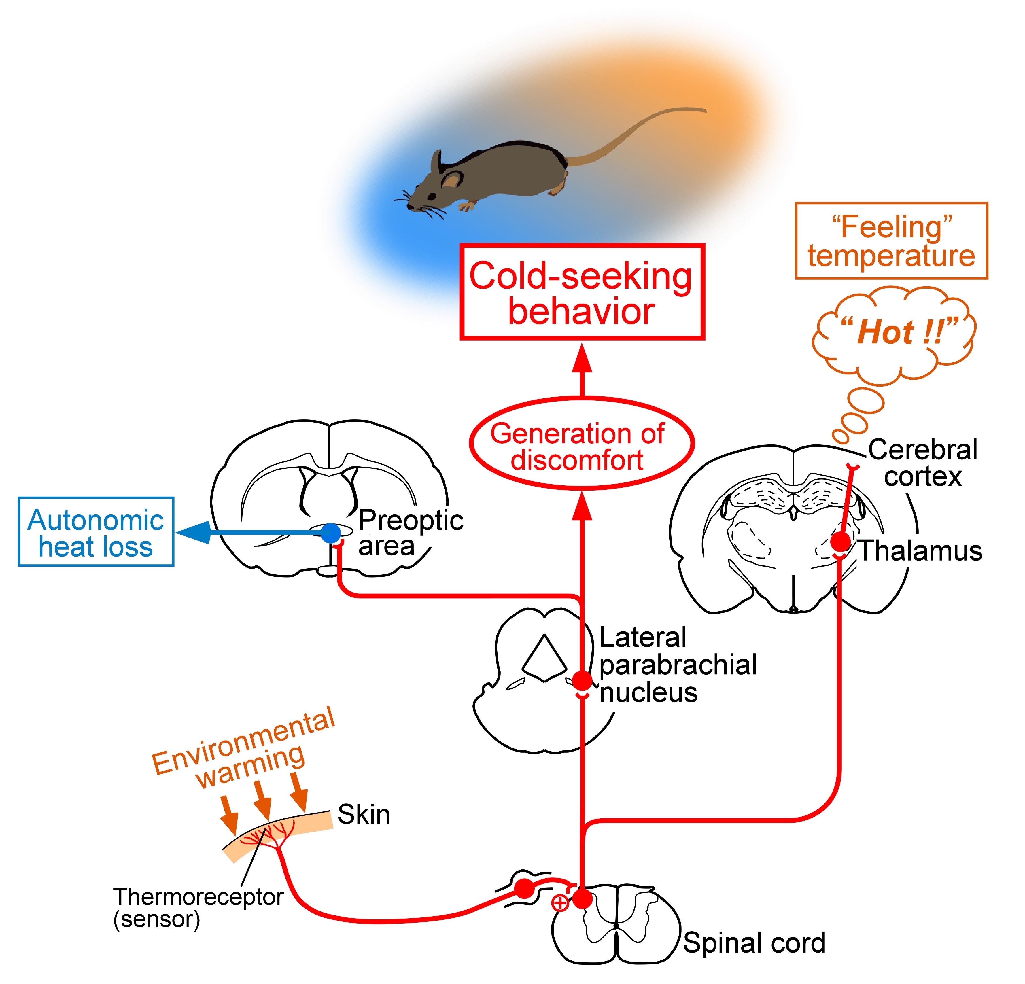 Caption: Environmental warmth is sensed by thermoreceptors in the skin and the thermosensory information is sent to the spinal cord. When the information is relayed to the cerebral cortex through the thalamus, the hot temperature is perceived. But, this "feeling" of temperature does not lead to behaviors to avoid the hot environment. Another pathway from the spinal cord to the lateral parabrachial nucleus mediates the generation of discomfort to drive cold-seeking (or heat-avoidance) behaviors. This pathway also leads to the autonomic heat-loss responses, such as increases in skin blood flow and sweating in humans. &copy; Kazuhiro Nakamura.