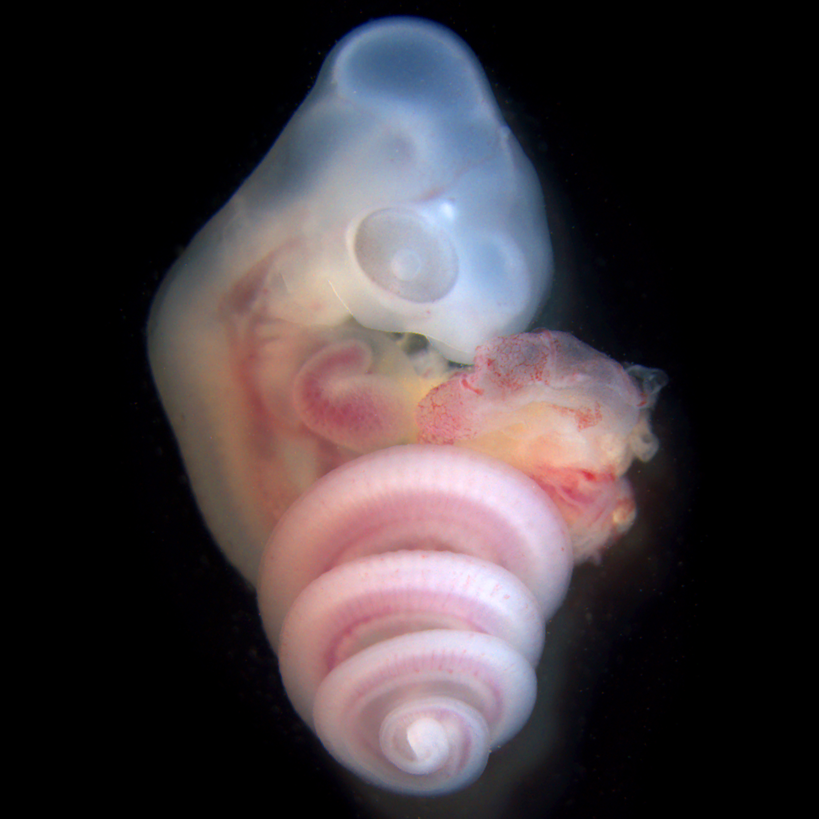 Caption: In the snake embryo, onset of GDF11 function in the prospective vertebra region is later than in other vertebrates' embryos, resulting in a longer flank. &copy; Takayuki Suzuki