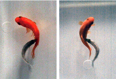 Fig.1: Left- and right-sided attacks