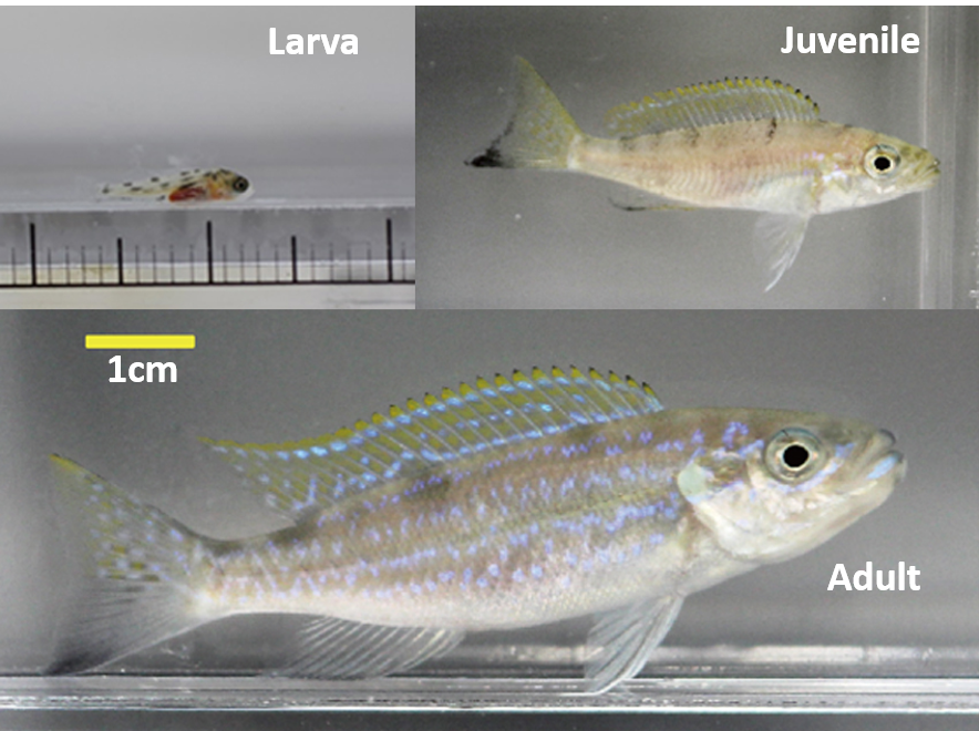Fig. 2: Scale-eating cichlid fish *Perissodus microlepis*.