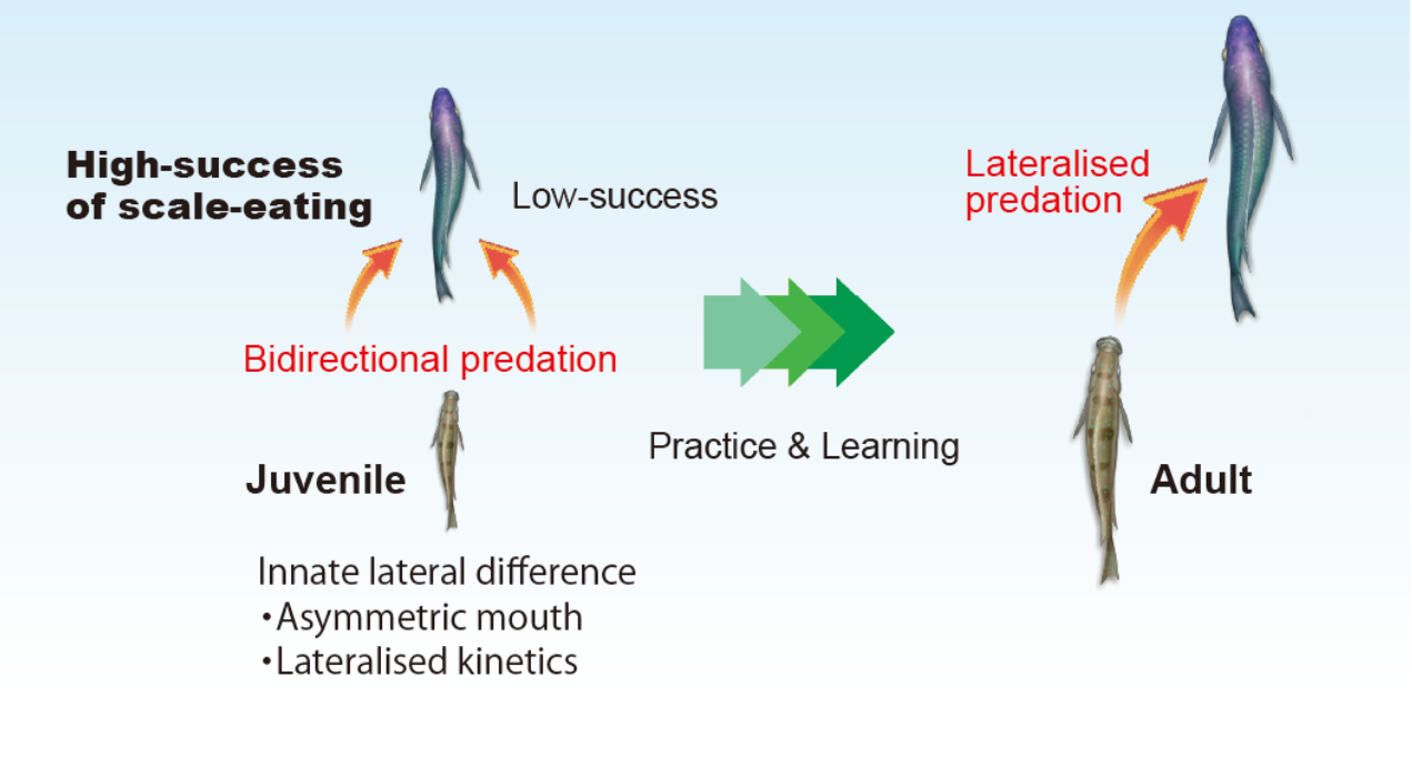 Fig. 3: Development of attack side preference (lefty).