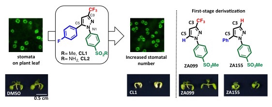 **Fig. 1:** Compounds **CL1** and **CL2** increase the number of stomata on plants, although they inhibit plant growth (left). Compound **ZA155** (right) increased the number of stomata, but also inhibited plant growth. Compound **ZA099** increased the number of stomata and had no effect on plant growth inhibition.