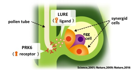 Fig.1: Pollen tube guidance by LURE within the pistil.