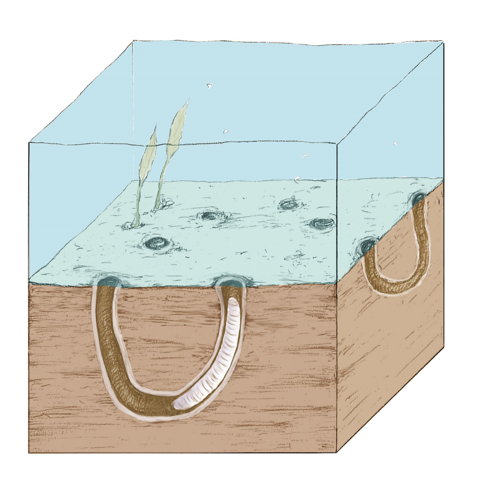 Figure 1: Reconstruction of the late Ediacaran (ca. 550 million years ago) sea floor with burrows of a worm-like animal.