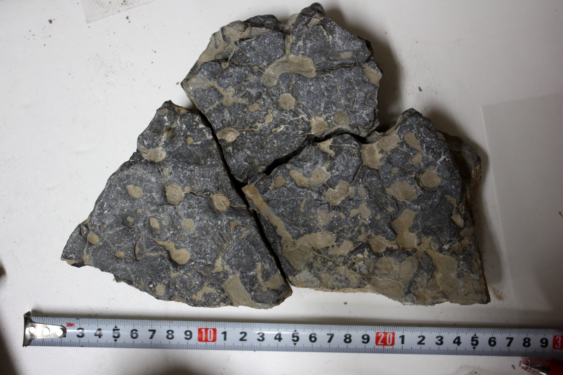 Figure 2: Numerous circular openings of burrows on the surface of a limestone bed.