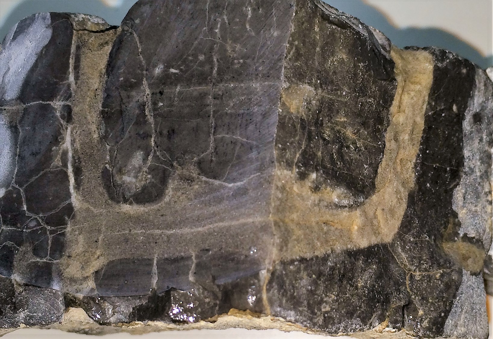 Figure 3: Cross section of a burrow.