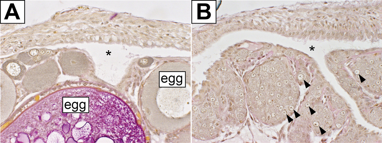Fig.2. The feminizing effect is inherent to germ cells which are essential for the formation of ovaries.