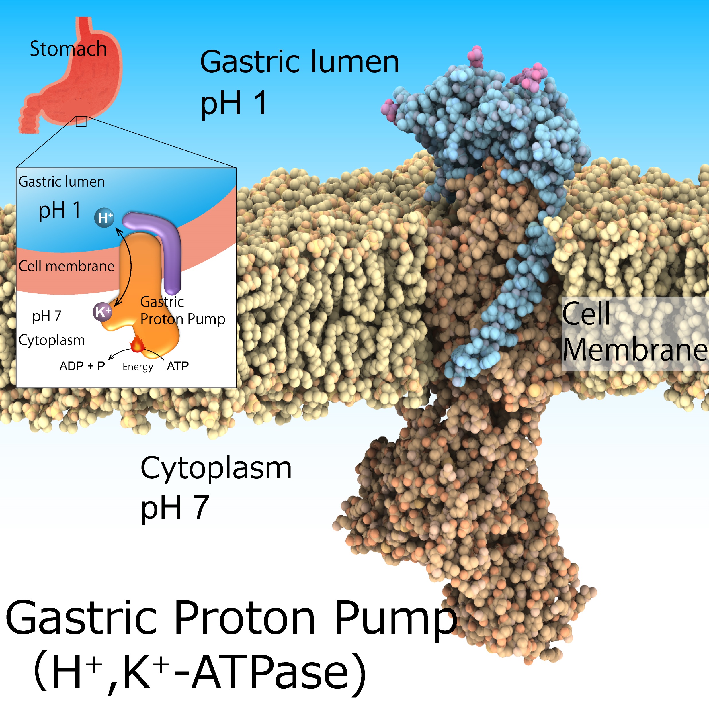 Fig. 1: Gastric proton pump, H+,K+-ATPase