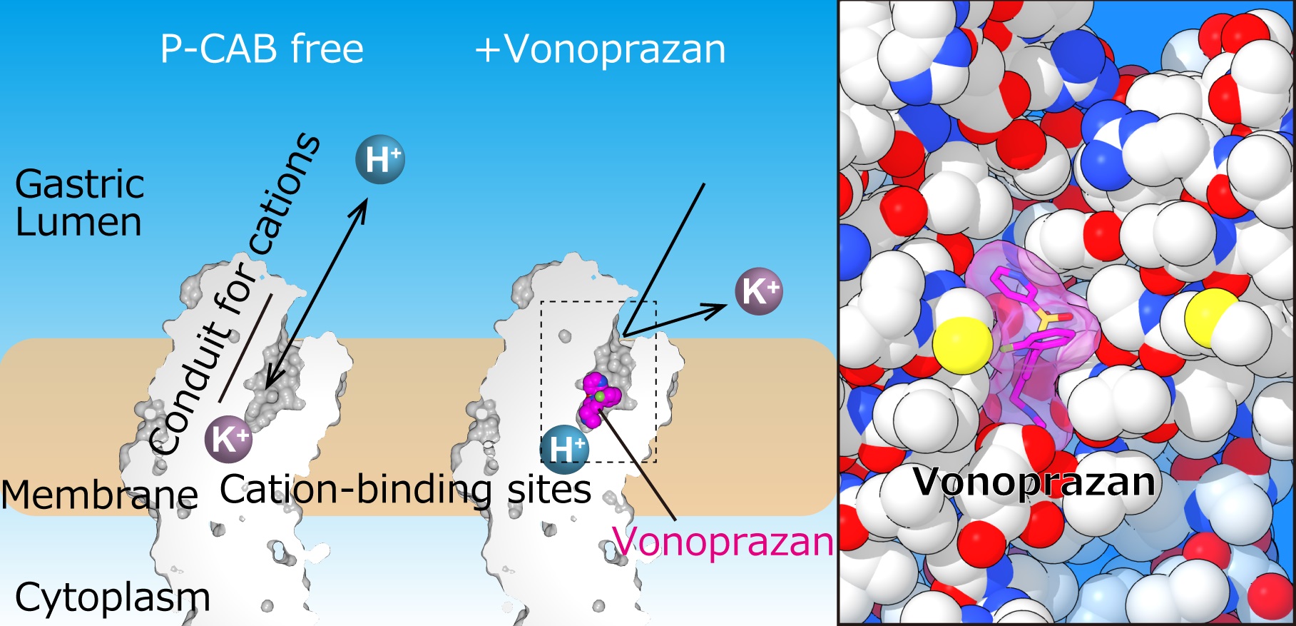 Fig. 2 : Blocking the cation transport pathway by P-CAB