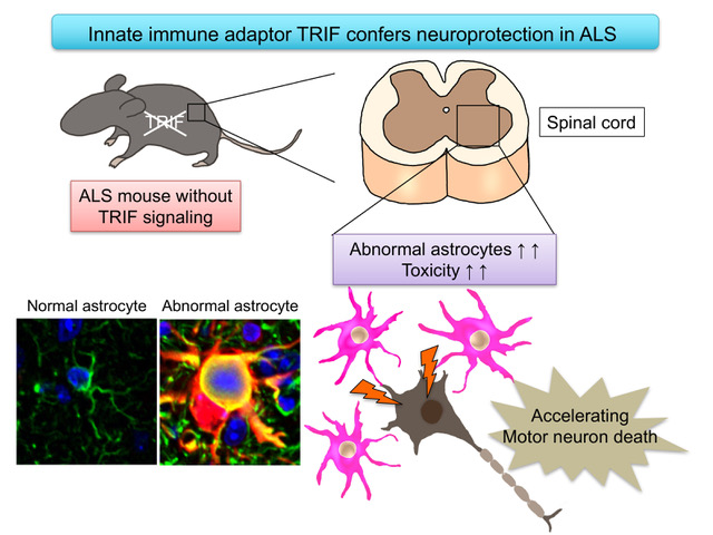 Figure: Innate immune adaptor TRIF confers neuroprotection in ALS