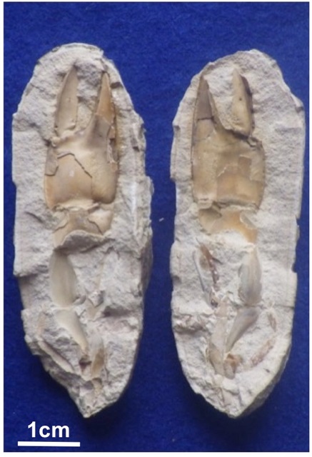 Fig. 2 Fossil-containing spherical concretion