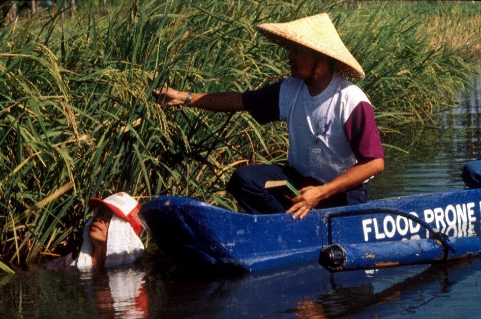 IRRI researchers checking the panicles of a deep water rice variety. © International Rice Research Institute