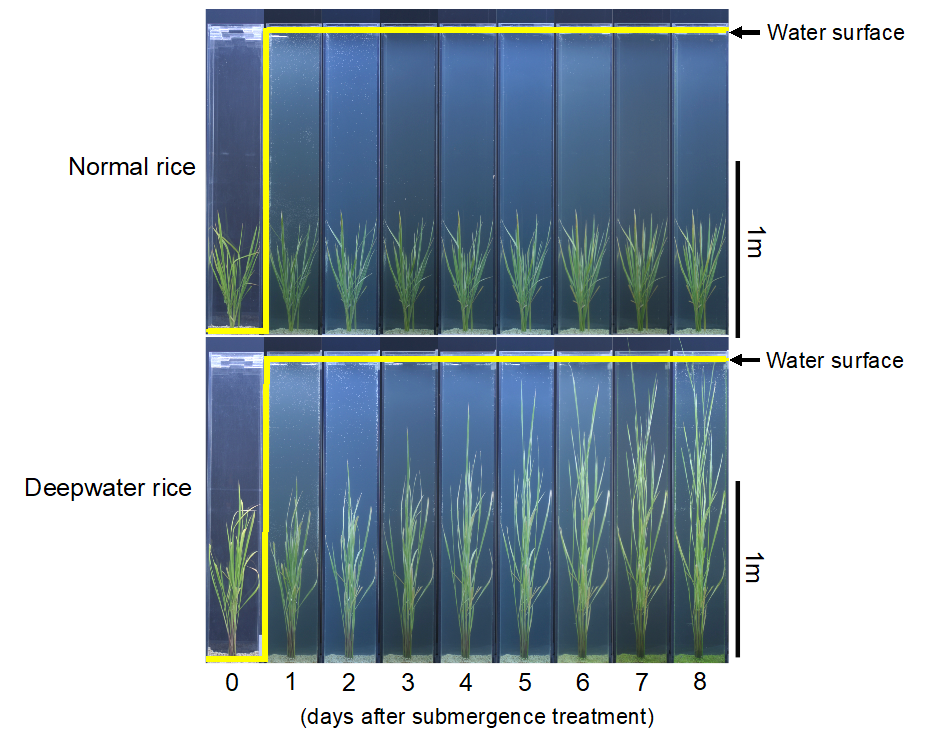 Figure 1: Temporal morphological changes of rice in deepwater conditions. © Takeshi Kuroha, Keisuke Nagai, and Motoyuki Ashikari