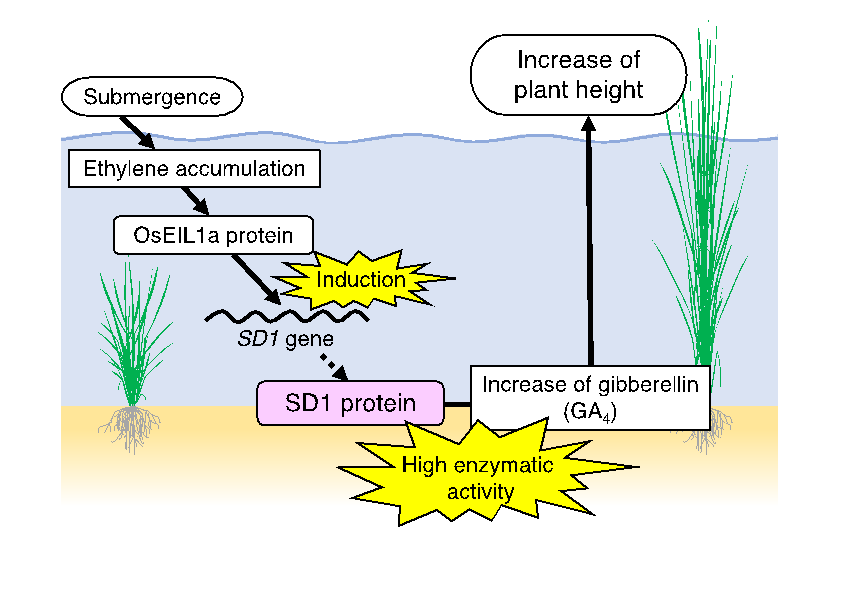 Figure 2: Molecular mechanism in deepwater rice. © Takeshi Kuroha, Keisuke Nagai, and Motoyuki Ashikari
