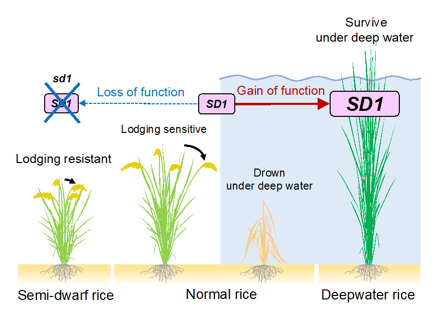 Figure 3: The *SD1* gene enables the plant to adapt to different environments. © Takeshi Kuroha, Keisuke Nagai, and Motoyuki Ashikari