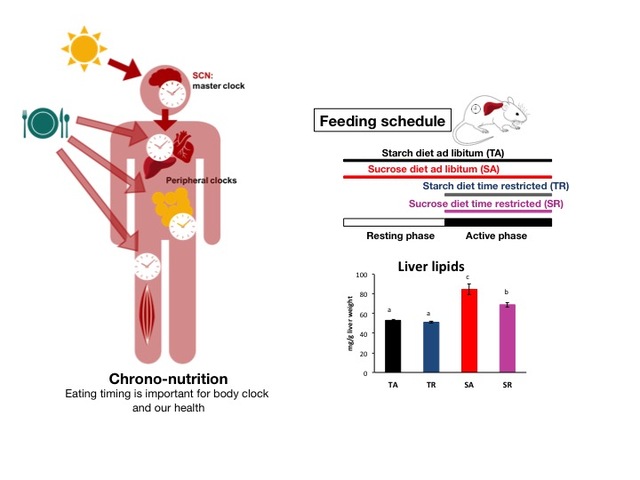 Fig. 1: (Left panel) Chrono-nutrition. (Upper right panel) Feeding schedule of this experiment. (Lower right panel) Liver lipids.