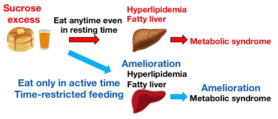 Fig. 2: Time-restricted feeding suppresses excess sucrose-induced fatty liver and hyperlipidemia in the rats.