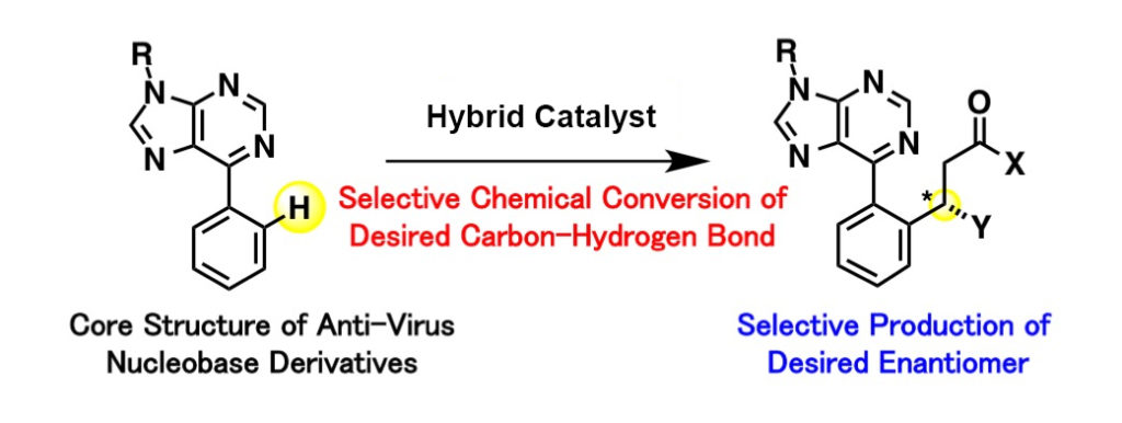 The hybrid catalyst activates only the targeted carbon-hydrogen bond and yields one molecular structure in the enantiomer when conducting chemical conversions of nucleobase derivatives, which are expected to boost antiviral performance.
