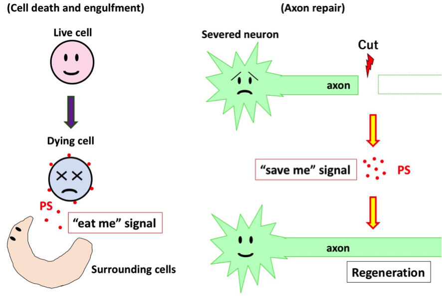 Fig. 1 An "eat me" signal makes severed neurons regenerate