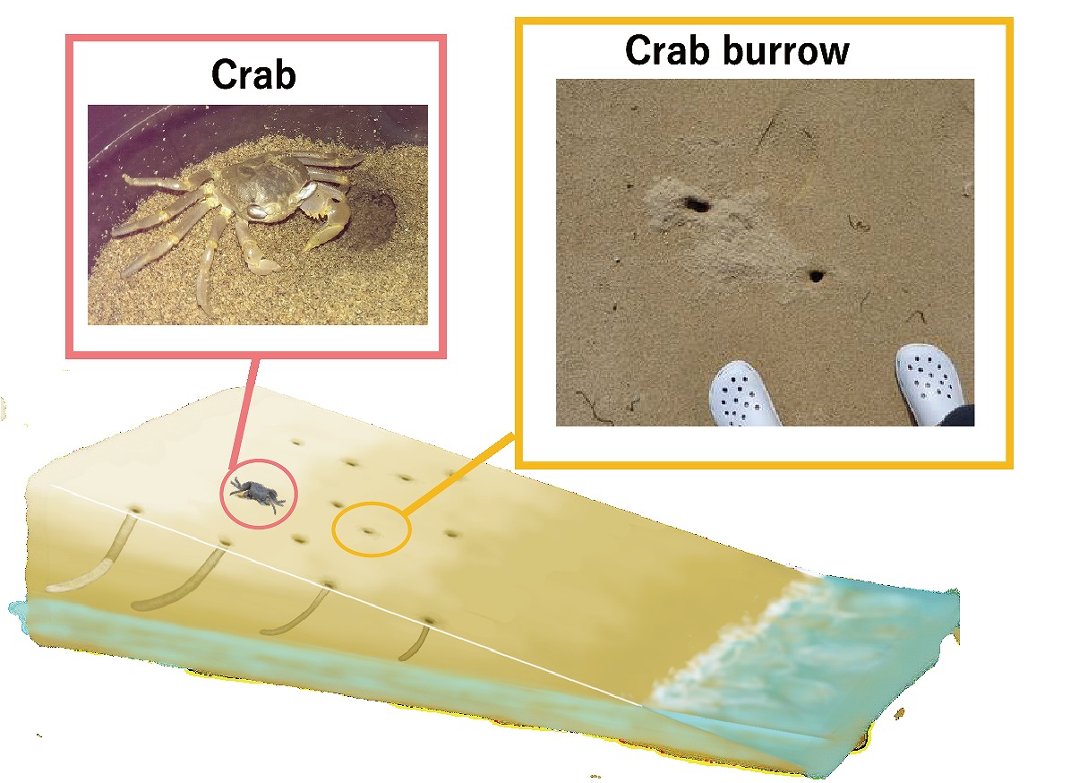 Fig. 1. Crab and crab burrows on a sandy beach. A burrowing crab and burrows found on sandy beach in Ishigaki, Japan; and a schematic diagram of a sandy beach with crab burrows.